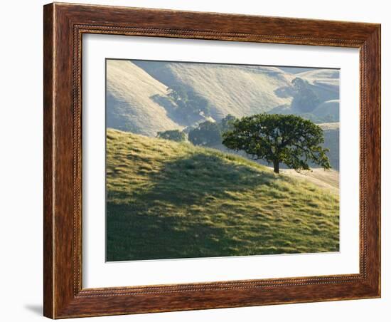 Mt. Diablo State Park, California, Usa-Paul Colangelo-Framed Photographic Print