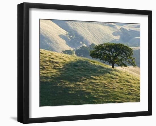 Mt. Diablo State Park, California, Usa-Paul Colangelo-Framed Photographic Print