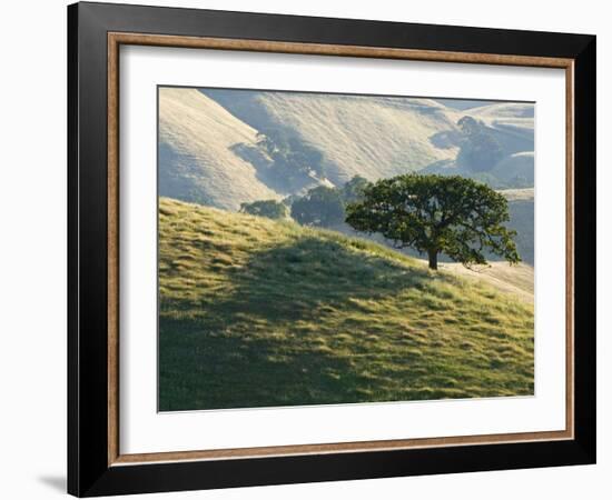 Mt. Diablo State Park, California, Usa-Paul Colangelo-Framed Photographic Print