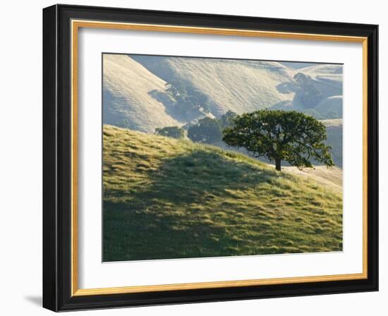 Mt. Diablo State Park, California, Usa-Paul Colangelo-Framed Photographic Print