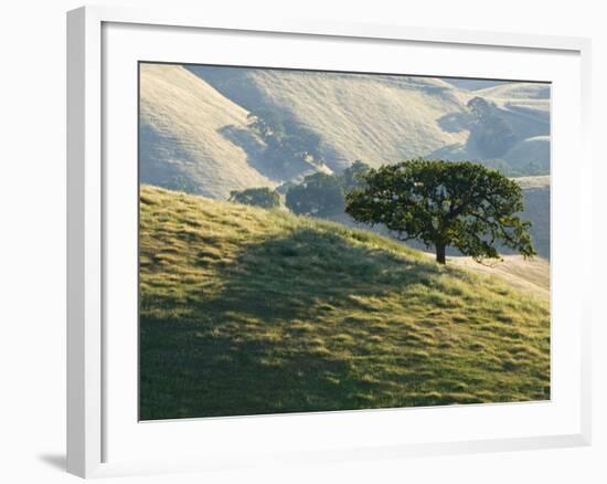 Mt. Diablo State Park, California, Usa-Paul Colangelo-Framed Photographic Print