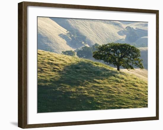 Mt. Diablo State Park, California, Usa-Paul Colangelo-Framed Photographic Print