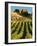 Mt Difficulty Vineyard and Historic Sluicings, Bannockburn, South Island, New Zealand-David Wall-Framed Photographic Print