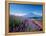 Mt. Fuji and a Lavender Bush-null-Framed Premier Image Canvas