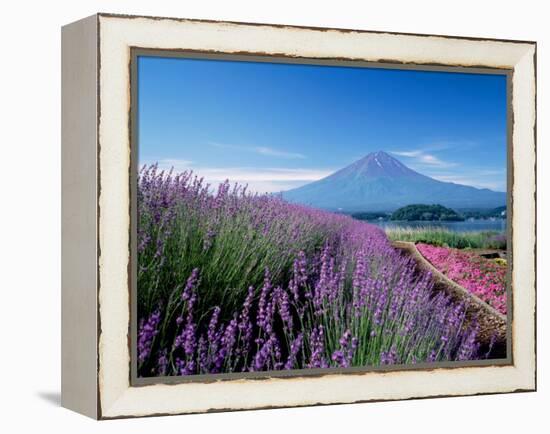 Mt. Fuji and a Lavender Bush-null-Framed Premier Image Canvas