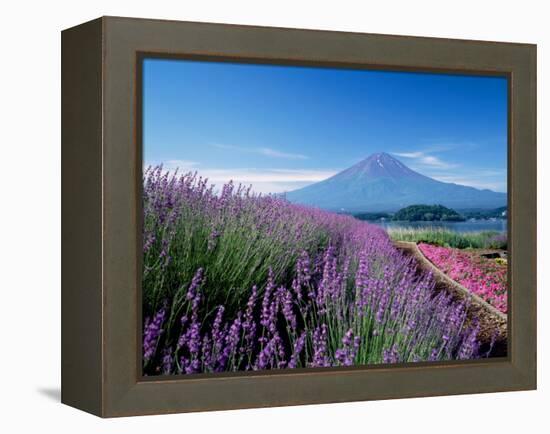 Mt. Fuji and a Lavender Bush-null-Framed Premier Image Canvas