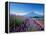 Mt. Fuji and a Lavender Bush-null-Framed Premier Image Canvas