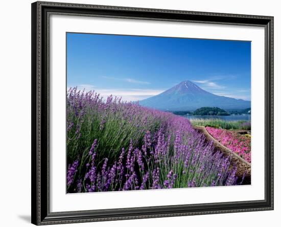 Mt. Fuji and a Lavender Bush-null-Framed Photographic Print