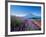 Mt. Fuji and a Lavender Bush-null-Framed Photographic Print