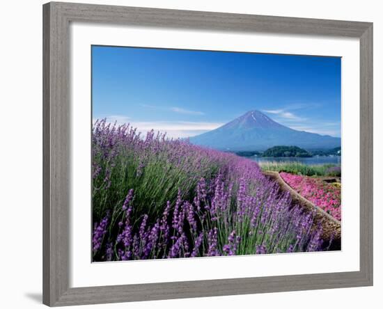 Mt. Fuji and a Lavender Bush-null-Framed Photographic Print