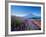 Mt. Fuji and a Lavender Bush-null-Framed Photographic Print