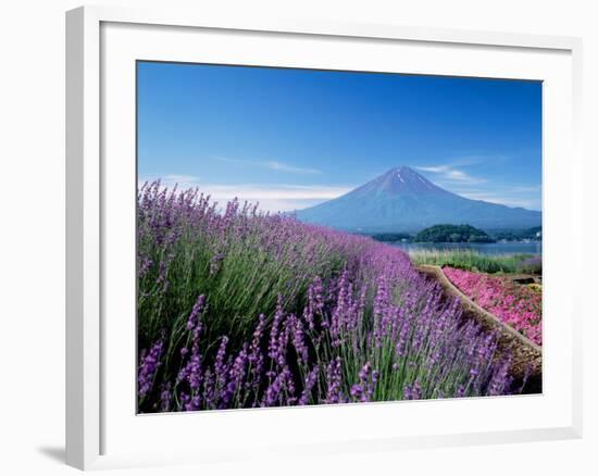 Mt. Fuji and a Lavender Bush-null-Framed Photographic Print