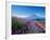 Mt. Fuji and a Lavender Bush-null-Framed Photographic Print