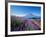 Mt. Fuji and a Lavender Bush-null-Framed Photographic Print