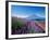 Mt. Fuji and a Lavender Bush-null-Framed Photographic Print