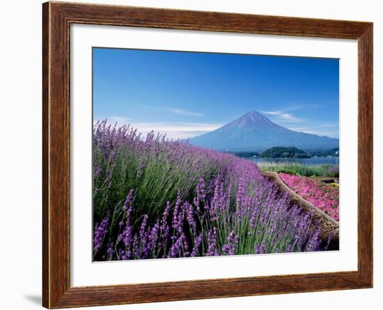 Mt. Fuji and a Lavender Bush-null-Framed Photographic Print