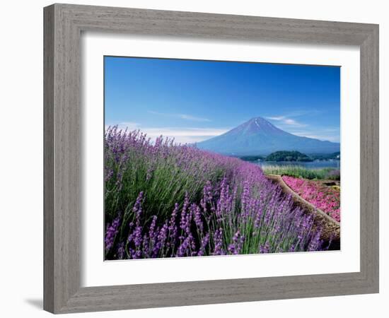 Mt. Fuji and a Lavender Bush-null-Framed Photographic Print