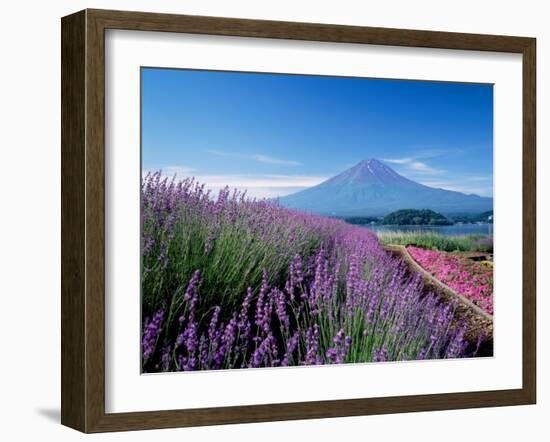 Mt. Fuji and a Lavender Bush-null-Framed Photographic Print