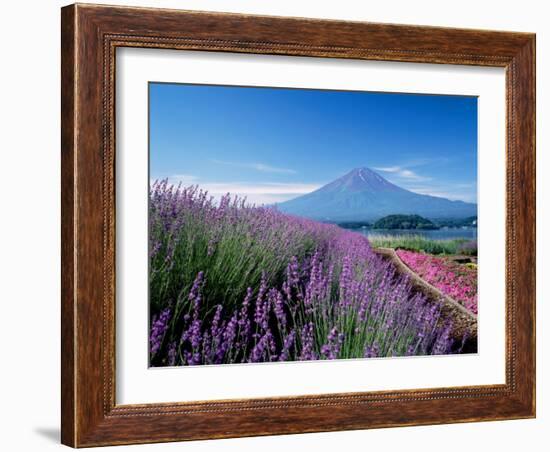 Mt. Fuji and a Lavender Bush-null-Framed Photographic Print