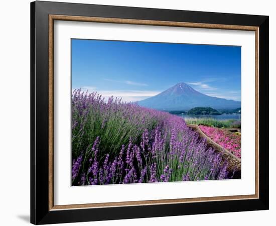 Mt. Fuji and a Lavender Bush-null-Framed Photographic Print