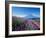 Mt. Fuji and a Lavender Bush-null-Framed Photographic Print