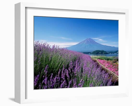 Mt. Fuji and a Lavender Bush-null-Framed Photographic Print