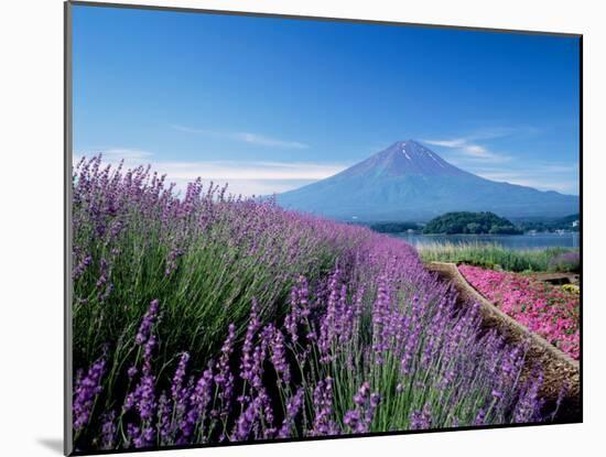 Mt. Fuji and a Lavender Bush-null-Mounted Photographic Print