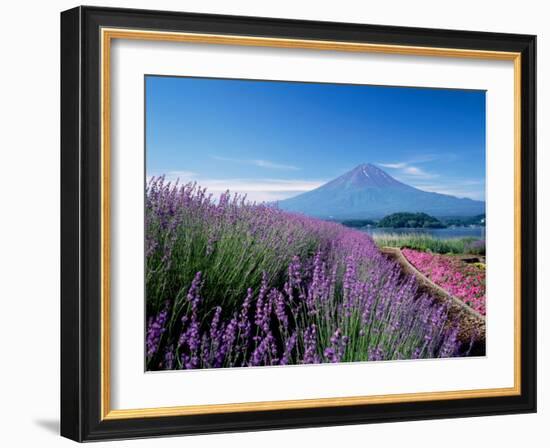 Mt. Fuji and a Lavender Bush-null-Framed Photographic Print