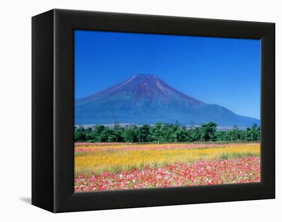 Mt. Fuji and Cosmos Flowers, Oshino, Yamanashi, Japan-null-Framed Premier Image Canvas