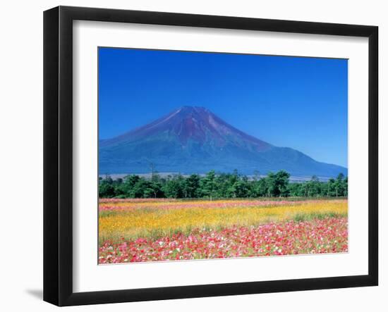 Mt. Fuji and Cosmos Flowers, Oshino, Yamanashi, Japan-null-Framed Photographic Print