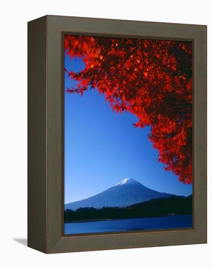 Mt. Fuji and Maple Leaves, Lake Kawaguchi, Yamanashi, Japan-null-Framed Premier Image Canvas