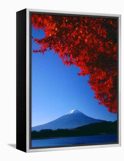 Mt. Fuji and Maple Leaves, Lake Kawaguchi, Yamanashi, Japan-null-Framed Premier Image Canvas