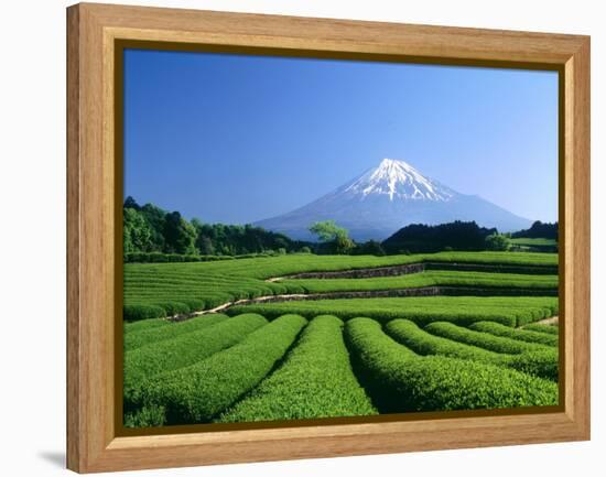 Mt. Fuji and Tea Garden, Fuji City, Shizuoka, Japan-null-Framed Premier Image Canvas