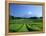 Mt. Fuji and Tea Garden, Fuji City, Shizuoka, Japan-null-Framed Premier Image Canvas