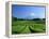 Mt. Fuji and Tea Garden, Fuji City, Shizuoka, Japan-null-Framed Premier Image Canvas