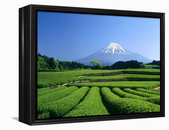 Mt. Fuji and Tea Garden, Fuji City, Shizuoka, Japan-null-Framed Premier Image Canvas