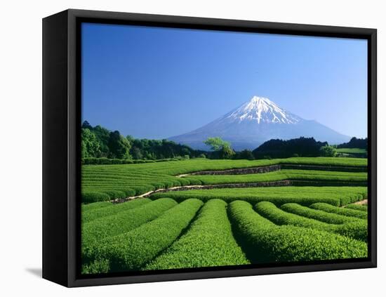 Mt. Fuji and Tea Garden, Fuji City, Shizuoka, Japan-null-Framed Premier Image Canvas