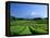 Mt. Fuji and Tea Garden, Fuji City, Shizuoka, Japan-null-Framed Premier Image Canvas