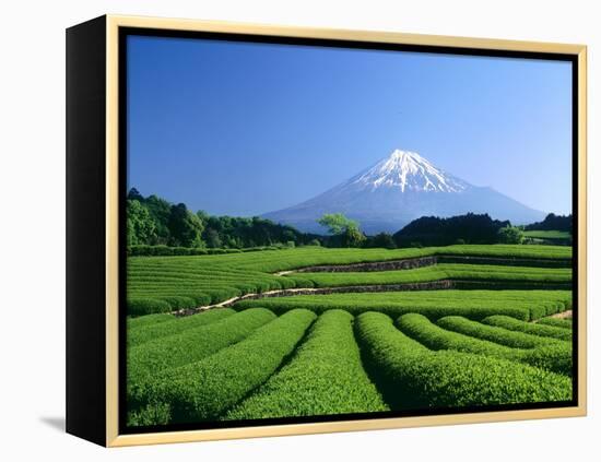 Mt. Fuji and Tea Garden, Fuji City, Shizuoka, Japan-null-Framed Premier Image Canvas