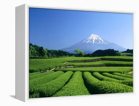 Mt. Fuji and Tea Garden, Fuji City, Shizuoka, Japan-null-Framed Premier Image Canvas