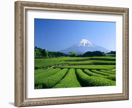 Mt. Fuji and Tea Garden, Fuji City, Shizuoka, Japan-null-Framed Photographic Print