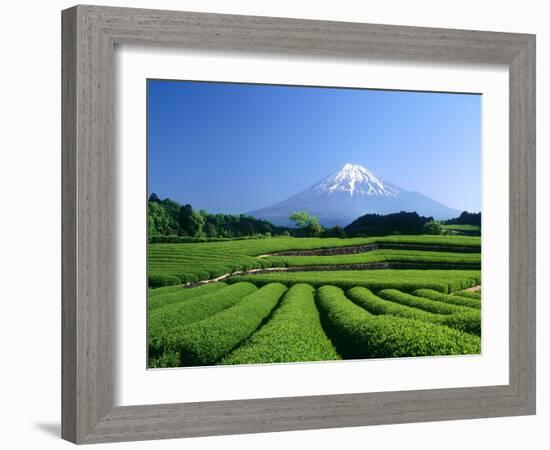 Mt. Fuji and Tea Garden, Fuji City, Shizuoka, Japan-null-Framed Photographic Print