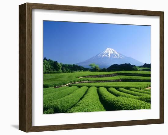 Mt. Fuji and Tea Garden, Fuji City, Shizuoka, Japan-null-Framed Photographic Print