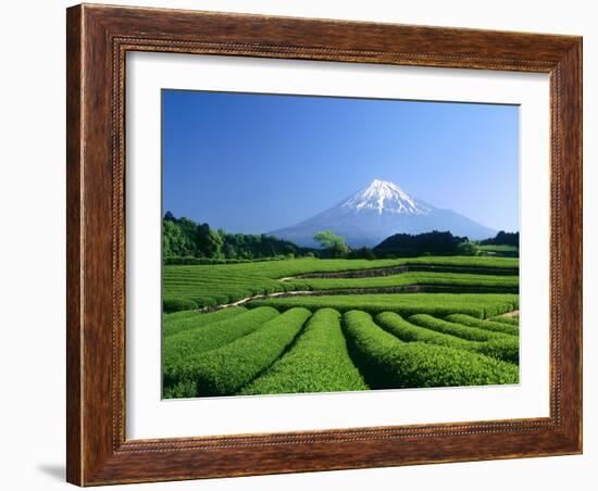 Mt. Fuji and Tea Garden, Fuji City, Shizuoka, Japan-null-Framed Photographic Print