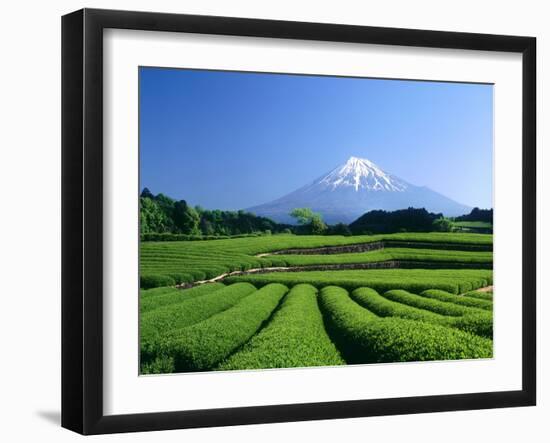 Mt. Fuji and Tea Garden, Fuji City, Shizuoka, Japan-null-Framed Photographic Print