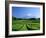 Mt. Fuji and Tea Garden, Fuji City, Shizuoka, Japan-null-Framed Photographic Print