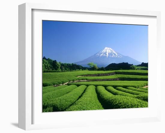 Mt. Fuji and Tea Garden, Fuji City, Shizuoka, Japan-null-Framed Photographic Print