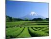 Photographic Print