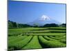 Mt. Fuji and Tea Garden, Fuji City, Shizuoka, Japan-null-Mounted Photographic Print