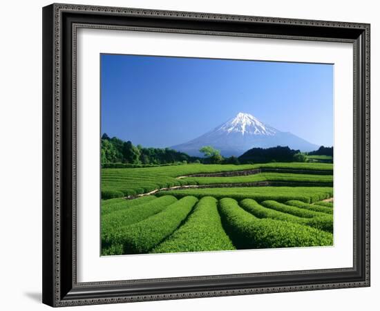 Mt. Fuji and Tea Garden, Fuji City, Shizuoka, Japan-null-Framed Photographic Print